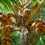 Gezonde suikervervangers: palmsuiker