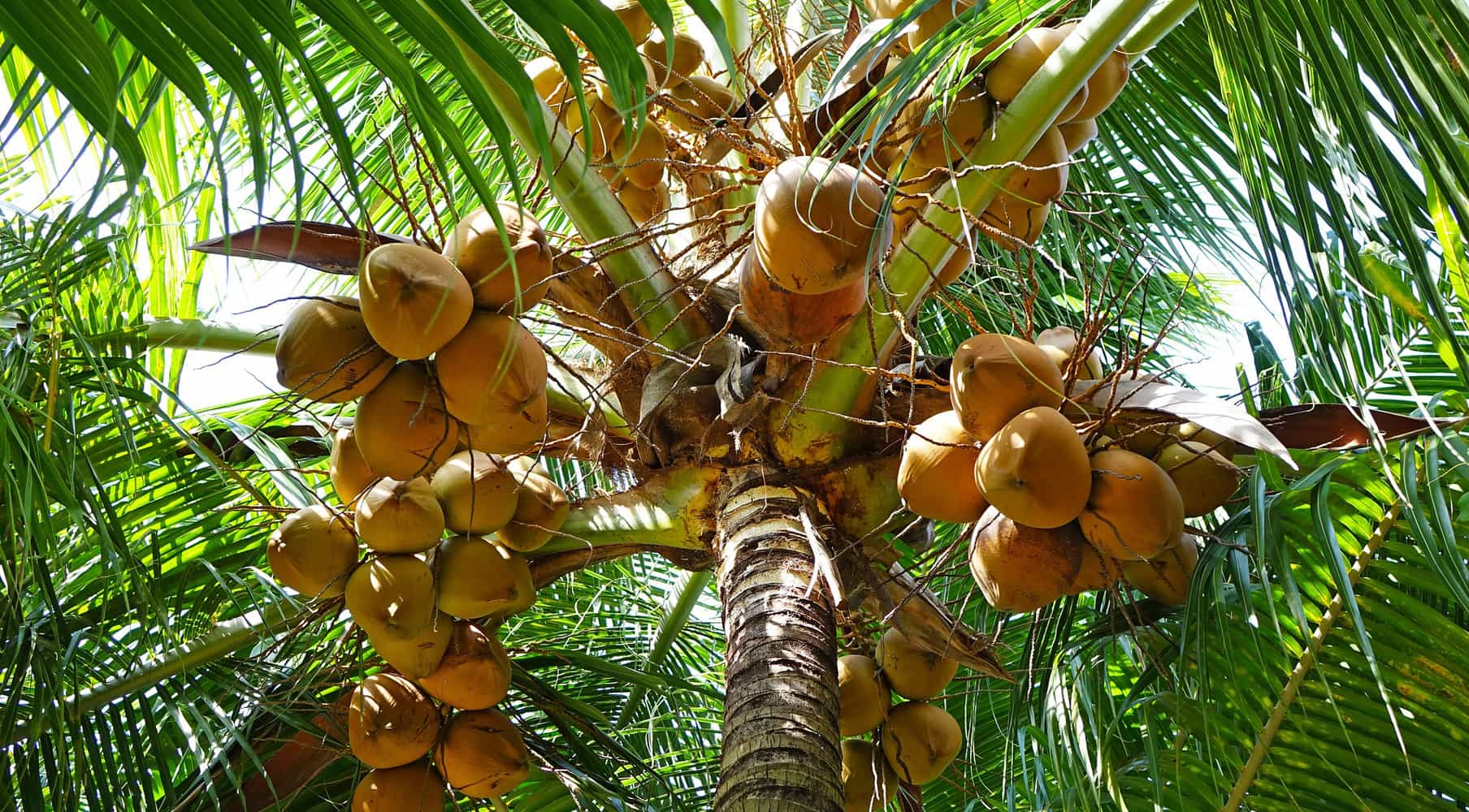 coconuts-892580_1920