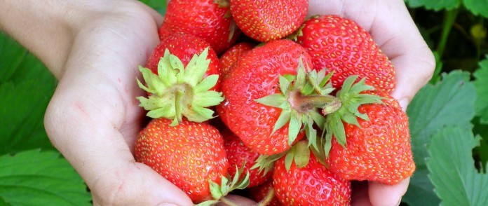 Lekker voor een rode smoothie, maar op zichzelf niet krachtig genoeg qua kleur: aardbeien.