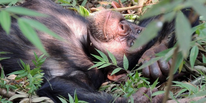 Zelfs deze chimpansee doet aan dagdromen! 